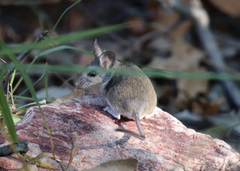 Peromyscus boylii