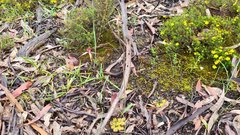 Caladenia reticulata
