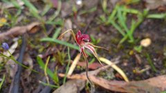 Caladenia reticulata
