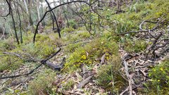Caladenia reticulata