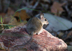 Peromyscus boylii