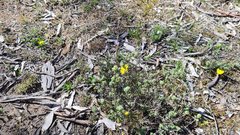Thelymitra pallidifructus