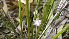 Thelymitra alcockiae