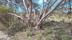 Thelymitra alcockiae