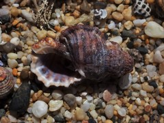 Dulcerana granularis