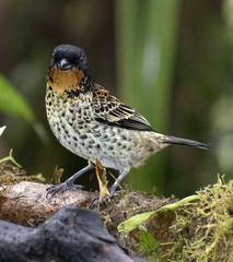 Ixothraupis rufigula