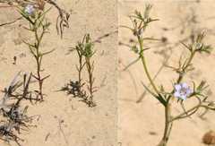 Wahlenbergia paniculata