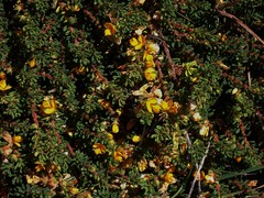 Pultenaea maritima