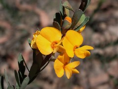 Pultenaea euchila