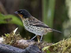 Ixothraupis rufigula