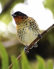 Ixothraupis rufigula