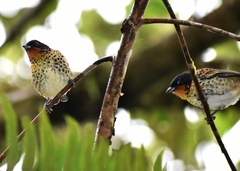 Ixothraupis rufigula