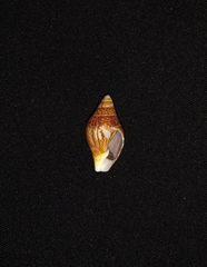 Columbella major