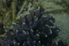 Montipora digitata