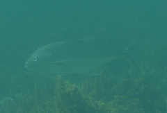 Caranx papuensis