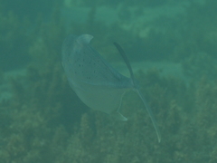 Caranx papuensis