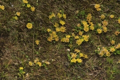 Oxygraphis polypetala