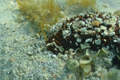Holothuria isuga
