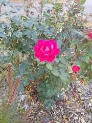 Rosa