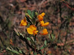 Pultenaea euchila
