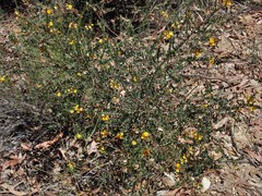 Pultenaea euchila