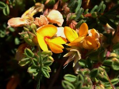 Pultenaea maritima