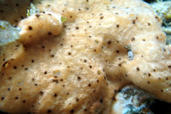 Leptoclinides exiguus