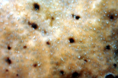 Leptoclinides exiguus