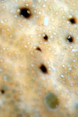 Leptoclinides exiguus