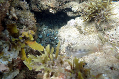 Parablennius tasmanianus