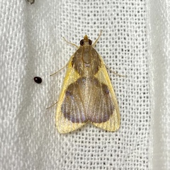 Prooedema inscisalis