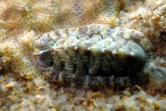 Rhyssoplax torriana