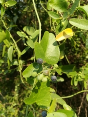 Cocculus diversifolius