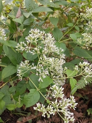 Eupatorium chinense