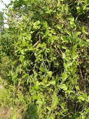 Cocculus diversifolius