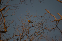 Zosterops xanthochroa