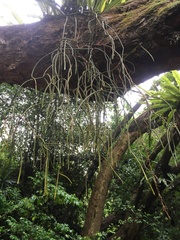 Rhipsalis baccifera