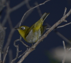 Zosterops xanthochroa