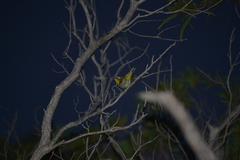 Zosterops xanthochroa