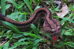 Crotalus simus