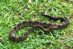 Crotalus simus