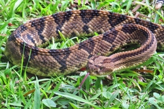 Crotalus simus