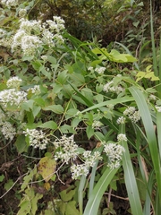 Eupatorium chinense