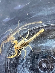 Paruroctonus utahensis