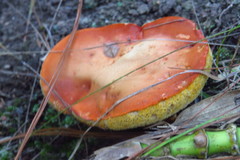 Tylopilus leucomycelinus