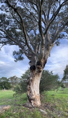 Eucalyptus blakelyi