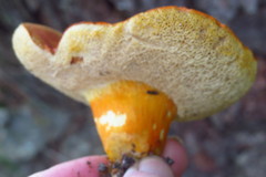 Tylopilus leucomycelinus