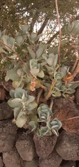 Kalanchoe marmorata