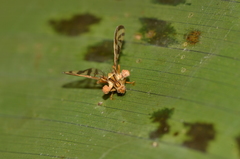 Ophiocordyceps dipterigena