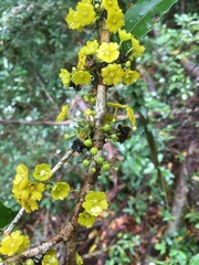Brexiella